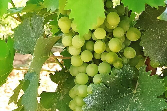EXCLUSIVE Wine Tour in Chianti & San Gimignano (Lunch & Wine Tasting included) - Exploring the Heart of Tuscany: A Deep Dive into the Tour