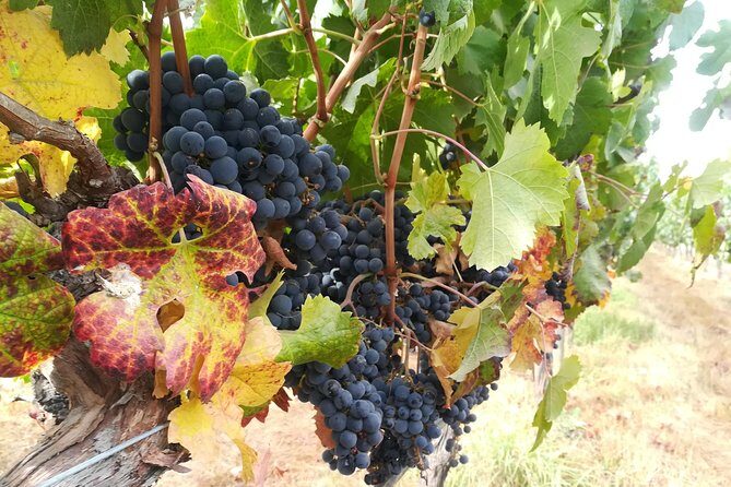 Exclusive wineries in Casablanca Valley & Tanino Restaurant - A Deep Dive into the Casablanca Valley Wine Experience