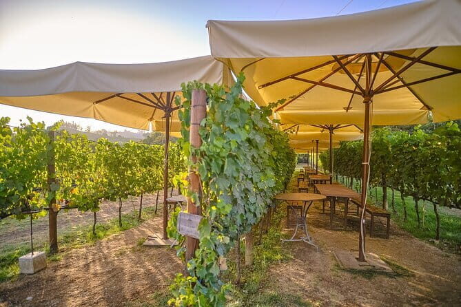 Exclusive Winery Tour with Tasting and Dinner in Chianti vineyard - Who Should Consider This Tour?