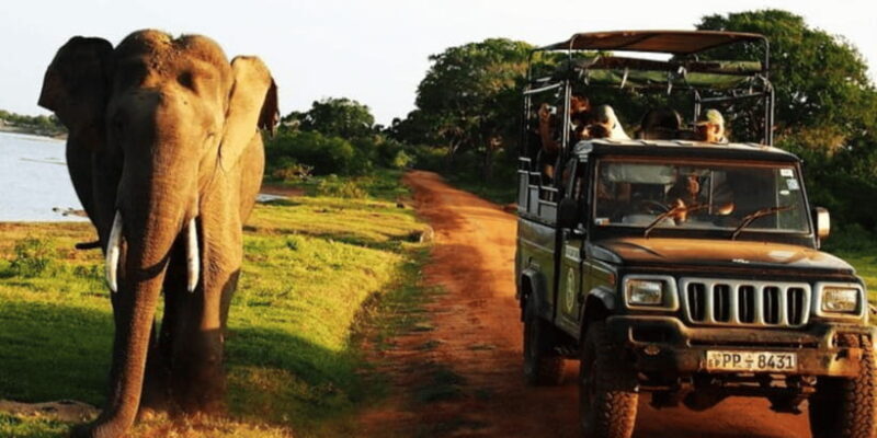 Exclusive : Yala National Park Afternoon Expedition - Key Points