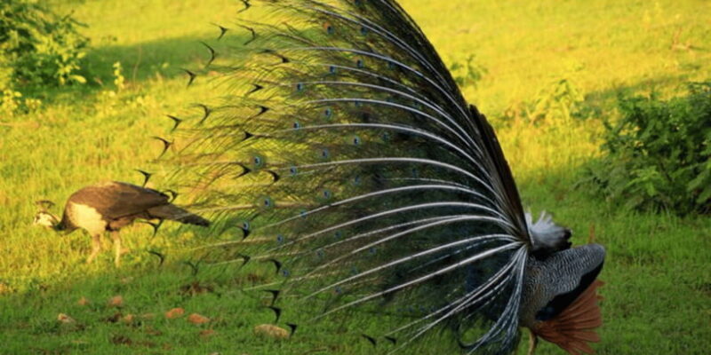 Exclusive : Yala National Park Afternoon Expedition - Exploring Yala: A Deep Dive into the Experience