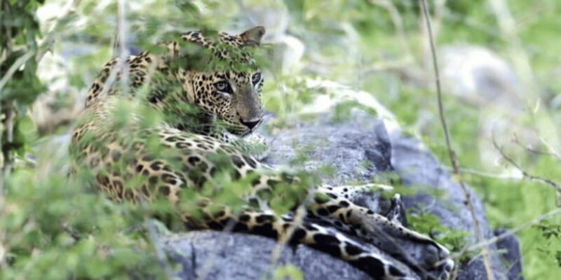 Exclusive : Yala National Park Afternoon Expedition - FAQs