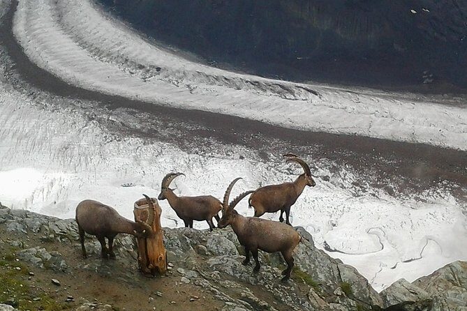 Exclusive Zermatt and Matterhorn: Small Group Tour from Basel - In-Depth Review of the Zermatt and Matterhorn Tour
