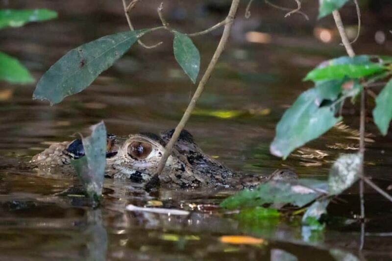 Excursion 2 days/1 nights in the jungle: Tambopata - Key Points