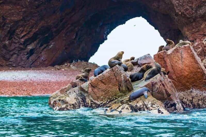 Excursion: Ballestas Islands and Paracas National Reserve - Practical Tips for Your Day
