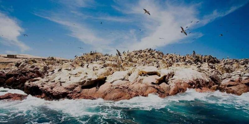 Excursion: Ballestas Islands and Paracas National Reserve - Key Points