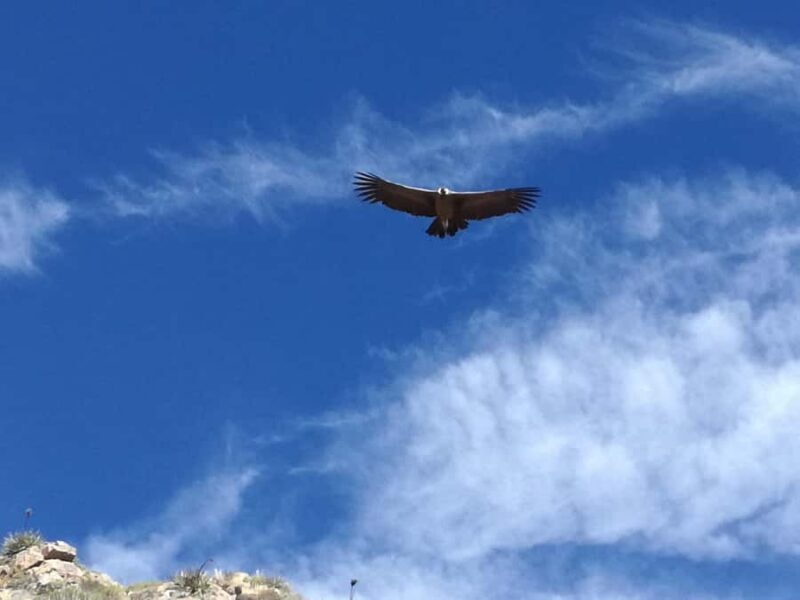 Excursion: Colca Canyon one day trip with transfer to Puno. - Authentic and Practical Insights from Other Travelers