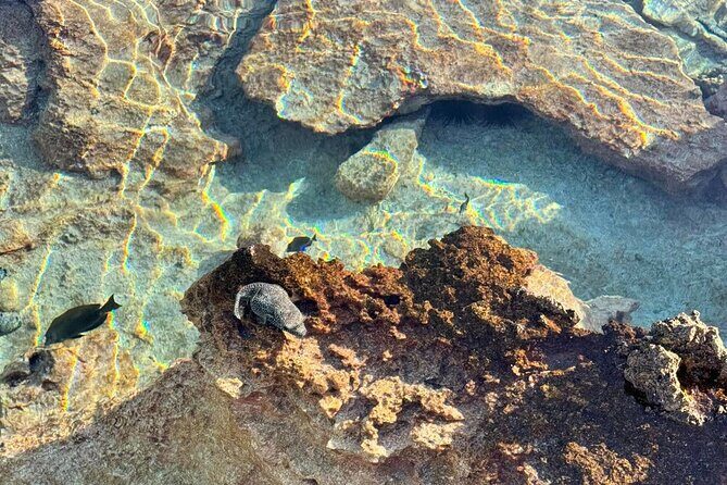 Excursion The Blue Lagoon and Reef Island - An In-Depth Look at the Rangiroa Excursion