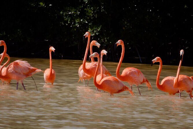 Excursion to Celestun Biosphere and Beach Day from Merida - A close look at the itinerary and what to expect