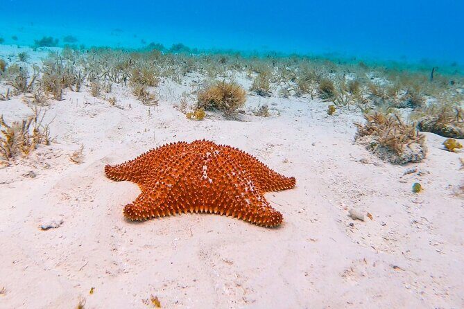 Excursion to Cozumel from Cancun - An in-depth review of what the tour offers