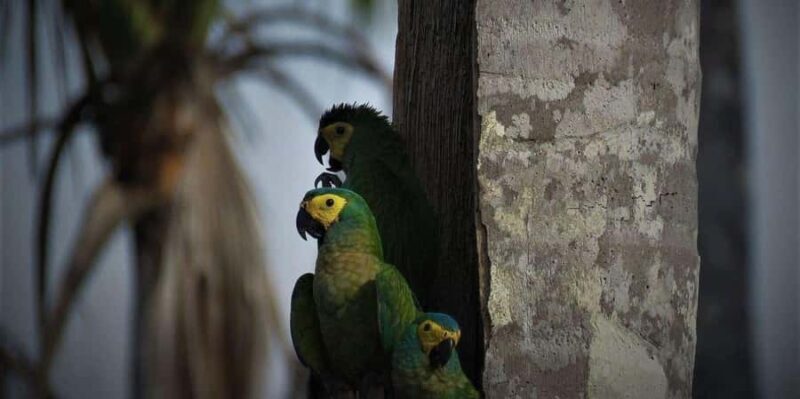 Excursion to Lake Yacumama + Sunset | Sport fishing - FAQs