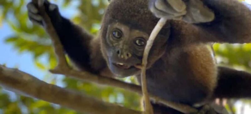 Excursion to Monkey Island - The Value in Every Paddle Stroke