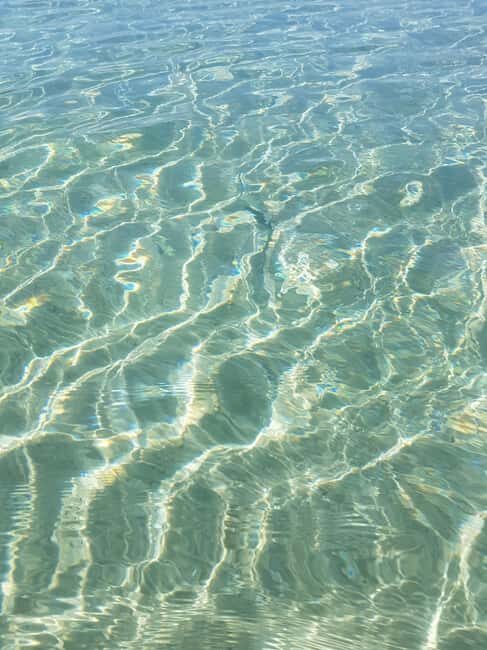 Excursion to Porquerolles Island from Bandol - Who Will Love This Tour?