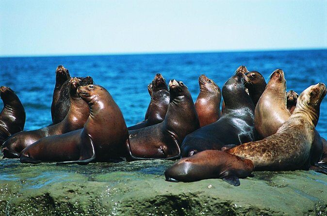 Excursion to Punta Loma, a Sea Lion Colony from Puerto Madryn - Key Points