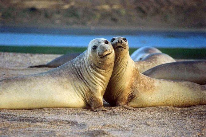 Excursion to Punta Loma, a Sea Lion Colony from Puerto Madryn - The Experience: A Deep Dive into the Tour Itself