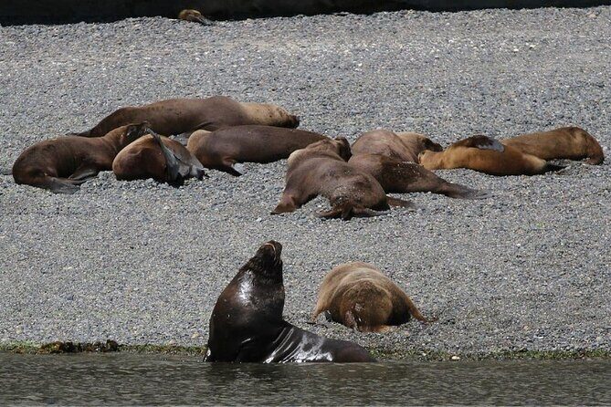 Excursion to Punta Loma and Puerto Madryn for Cruisers - Exploring Punta Loma and the Surroundings