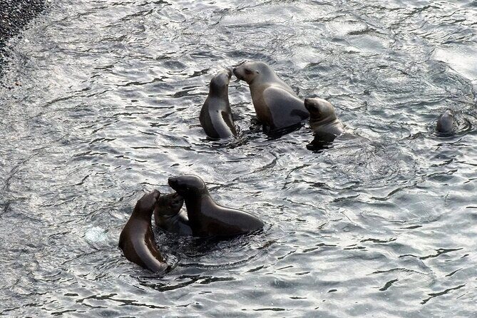 Excursion to Punta Loma and Puerto Madryn for Cruisers - Pricing and Overall Value