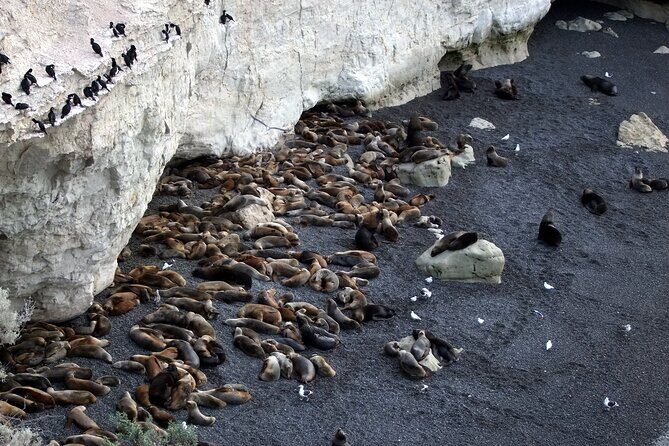 Excursion to Punta Loma and Puerto Madryn for Cruisers - Authenticity and Experience