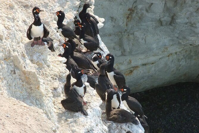 Excursion to Punta Loma and Puerto Madryn for Cruisers - Who Would Enjoy This Tour?
