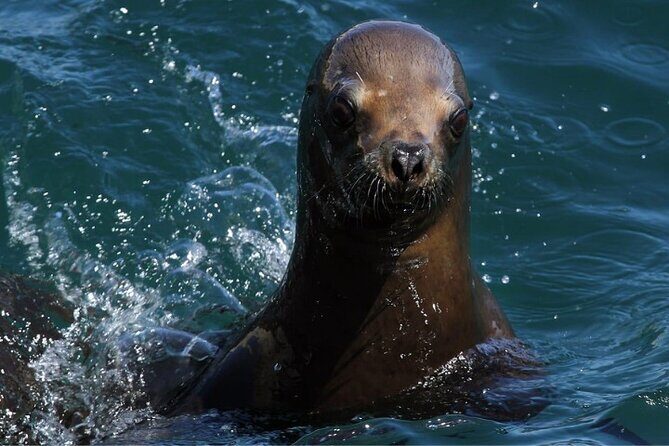 Excursion to Punta Loma and Puerto Madryn for Cruisers - Final Thoughts