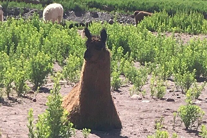 Excursion to Rainbow Valley and Petroglyphs, Yerbas Buenas - An In-Depth Look at the Rainbow Valley and Petroglyphs Tour