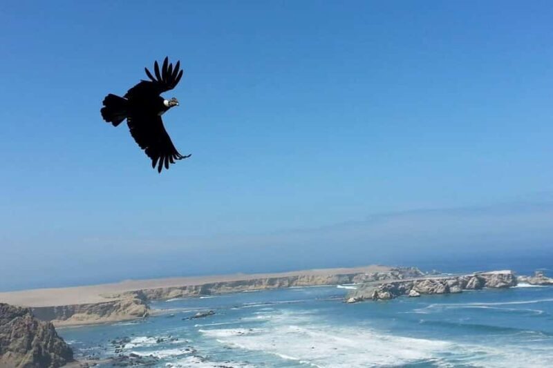 Excursion to San Fernando bay and Sandboarding in Nazca - Frequently Asked Questions (FAQs)