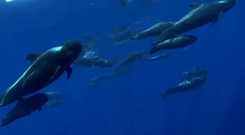 Excursion to see the whales - 3 Hours - Exploring the Details: What Youll Experience