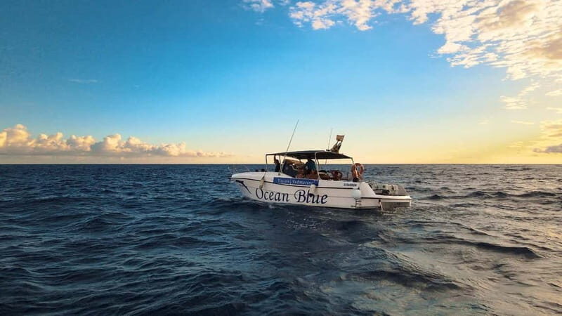 Excursion to see the whales - 3 Hours - Who Will Love This Tour?