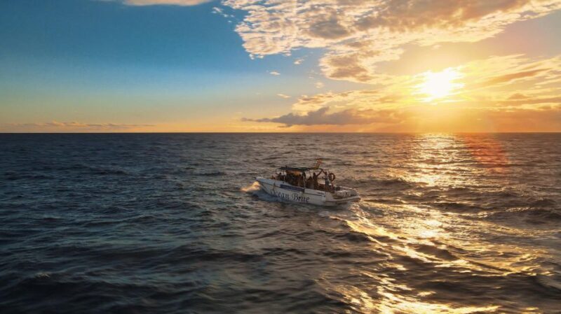 Excursion to see the whales - 3 Hours - The Sum Up