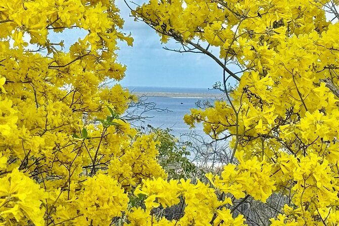 Excursion to Seru Largu Highest Viewing Point on Bonaire - Key Points