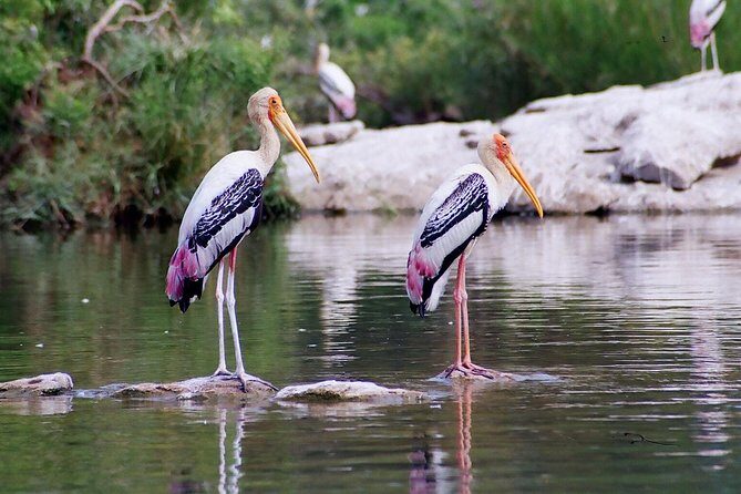 Excursion to Surwal Lake With Transfers & Guided Trip - Key Points