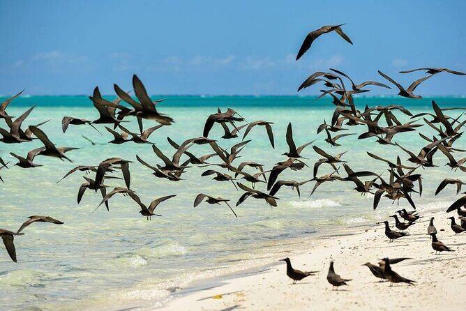 Excursion to Tetiaroa by Catamaran Visit Lunch Snorkeling - Final Thoughts