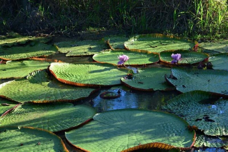 Excursion to the Amazon River - Key Points