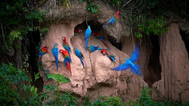Excursion to the Chuncho clay lick |Parrot - Macaw watching| - An In-Depth Look at the Chuncho Clay Lick Tour