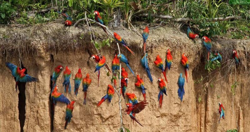 Excursion to the Chuncho clay lick |Parrot - Macaw watching| - Who Should Consider This Tour?