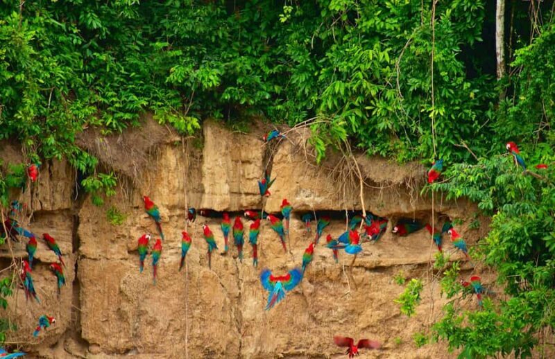 Excursion to the Chuncho clay lick |Parrot - Macaw watching| - FAQ
