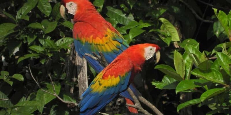 Excursion to the Chuncho clay lick to see parrots and macaws - Key Points