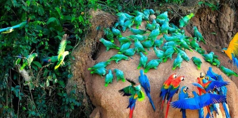 Excursion to the Chuncho clay lick to see parrots and macaws - The Itinerary: From Dawn to Return