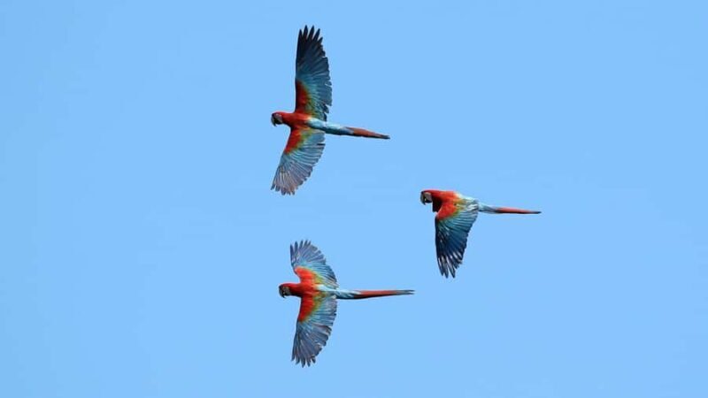 Excursion to the Chuncho clay lick to see parrots and macaws - The Experience: What Travelers Say