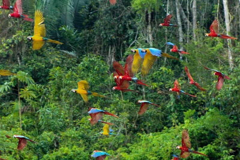 Excursion to the Chuncho clay lick to see parrots and macaws - Practical Considerations: Whats Included and What’s Not