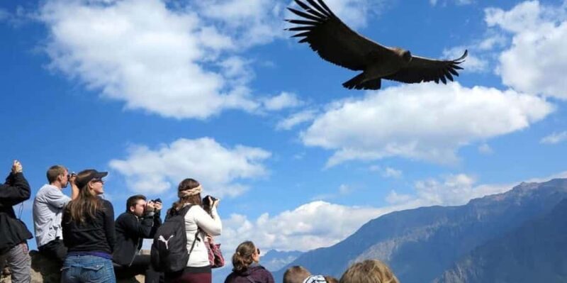 Excursion to the Colca Canyon ending in Puno - Key Points