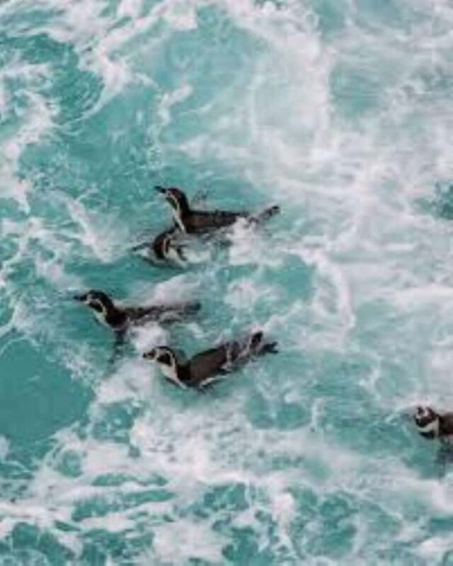 Excursion to the Paracas National Reserve - Key Points