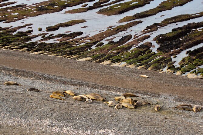 Excursion to the Valdés Peninsula from Puerto Madryn - In-Depth Review of the Valdés Peninsula Tour