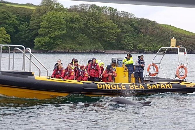 Exhilarating Rib experience - Dingle sea safari - A Closer Look at the Dingle Sea Safari Experience