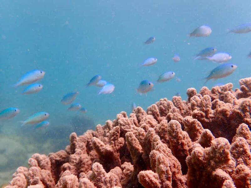 Exmouth: Half Day Coral by Kayak tour - A Deep Dive into the Experience