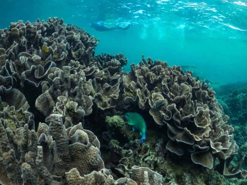 Exmouth: Half Day Coral by Kayak tour - Final Thoughts