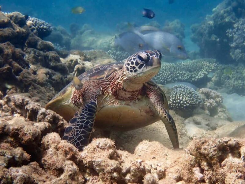 Exmouth: Half Day Turtle Kayak & Snorkel Tour - Who Will Love This Tour?