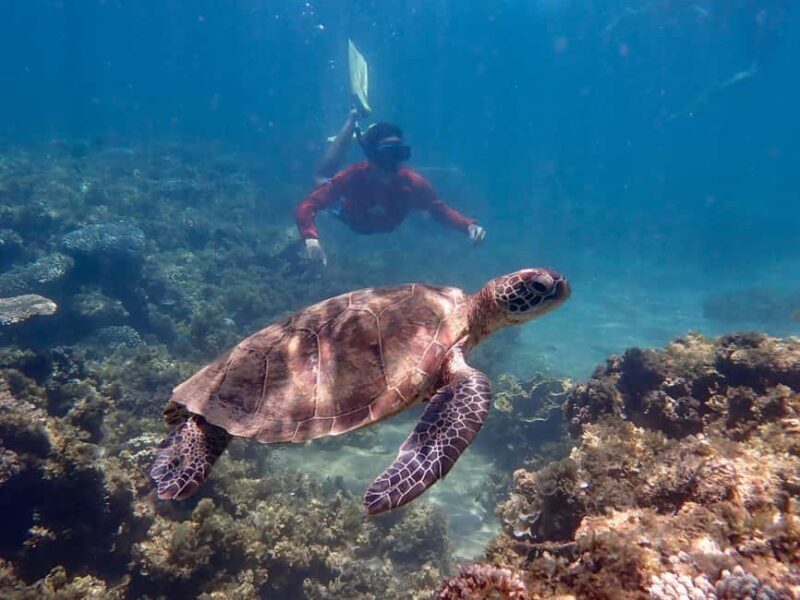 Exmouth: Half Day Turtle Kayak & Snorkel Tour - Frequently Asked Questions