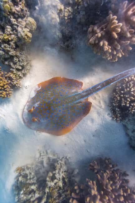 Exmouth: Lagoon Explorer - Full day kayak & Snorkel tour - The Educational Element: Learning About the Area