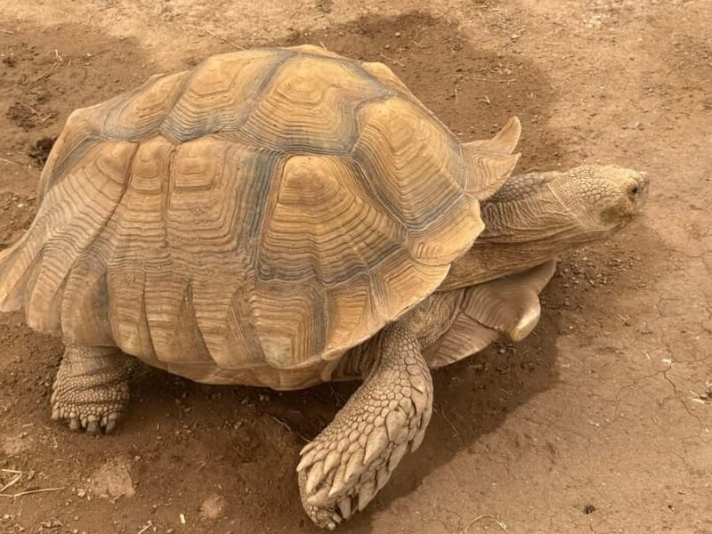 Exotic Animal Encounter Marana, AZ - 15 Friendly Capybara - Key Points